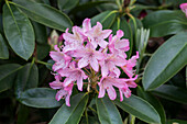 Rhododendron 'Hermann Nitzschner'