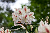 Rhododendron 'Herzas