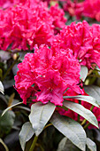 Rhododendron Hosea Waterer