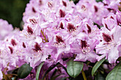 Rhododendron hybrid 'Humboldt