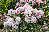 Rhododendron Hybride 'Ingrid Muus'