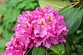 Rhododendron James Bateman