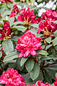 Rhododendron 'James Marshall Brooks