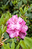 Rhododendron 'Jan Dekens'