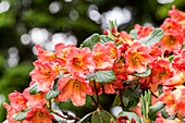 Rhododendron Joyance Group