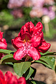 Rhododendron 'Junifeuer