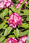 Rhododendron 'Lausitz'