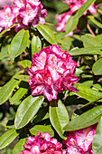 Rhododendron 'Lausitz