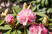 Rhododendron yakushimanum 'Maisonne'