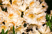 Rhododendron 'Marylou