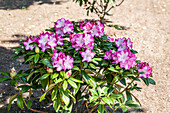 Rhododendron 'Maulbronn'