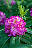 Rhododendron 'Mrs. Harry Ingersoll