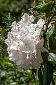 Rhododendron hybrid 'Mrs. Lindsay Smith