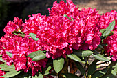 Rhododendron 'Mrs P. den Ouden' hybrid