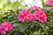 Rhododendron hybrid 'Mrs. R. S. Holford