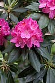 Rhododendron hybrid 'Parkfreude