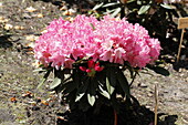 Rhododendron yakushimanum 'Pink Cherub