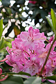 Rhododendron Hybride 'Pink Goliath'
