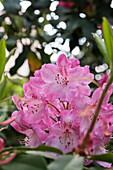 Rhododendron hybrid 'Pink Goliath