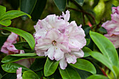 Rhododendron hybrid 'Pink Rosette