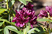 Rhododendron 'Polarnacht