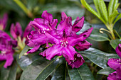 Rhododendron Hybride 'Purple Emperor'