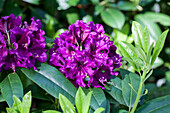 Rhododendron Hybride 'Purple Splendour'