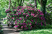 Rhododendron Hybride 'Quendel'