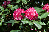 Rhododendron Hybride 'Quinte'