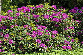 Rhododendron 'Rasputin