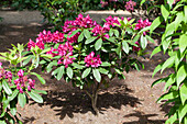 Rhododendron Hybride 'Renata'