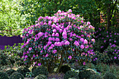 Rhododendron 'Roseum Elegans'
