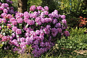 Rhododendron Hybride 'Roslyn'