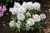 Rhododendron Hybrid 'Snowy Bouquet