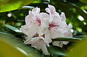Rhododendron obtusum 'Schneewittchen' (Snow White)