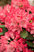 Rhododendron yakushimanum 'Sneezy'