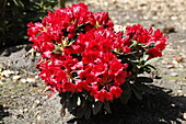 Rhododendron Hybride 'Titan Beauty'