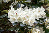 Rhododendron hybrid 'Trompenburg