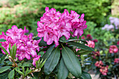 Rhododendron Hybride 'Walkuere'