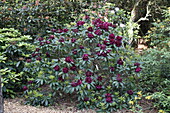 Rhododendron Hybride Frank Gaslworthy