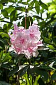 Rhododendron Hybride Marinus Koster