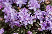 Rhododendron impeditum