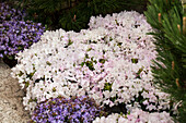 Rhododendron keleticum 'Robert Seleger'