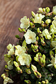 Rhododendron 'Wren