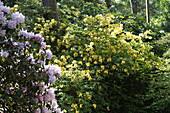 Rhododendron luteum