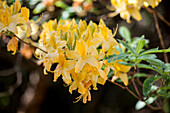 Rhododendron luteum