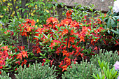 Rhododendron luteum 'Parkfeuer'