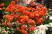 Rhododendron luteum 'Robert Koch