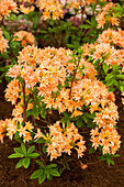 Rhododendron yakushimanum 'Freya'