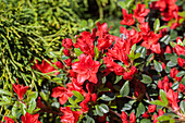 Rhododendron obtusum 'Fridoline'